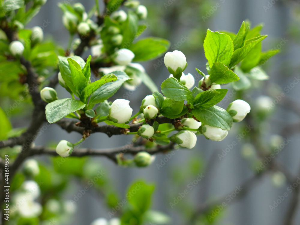 cherry tree blooms luxuriantly with white flowers in the spring in the garden cherry tree blooms luxuriantly with white flowers in the spring in the garden
