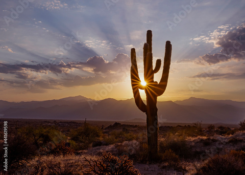 Lone Saguaro Cactus With Sun Rising In Background