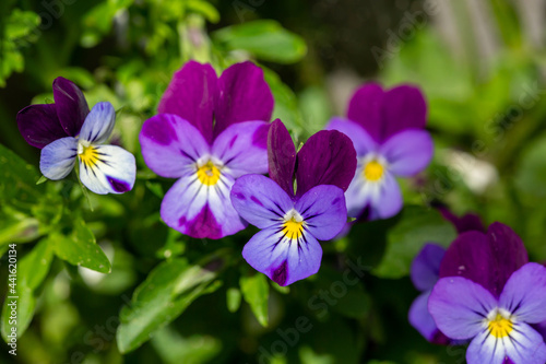Fotografie Blossom violet pansy flower on a green background macro photography in summertime
