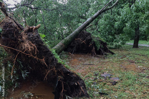 Felled city trees after a thunderstorm.