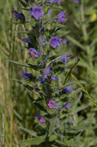 lila-grüne Pflanze mit Hummel