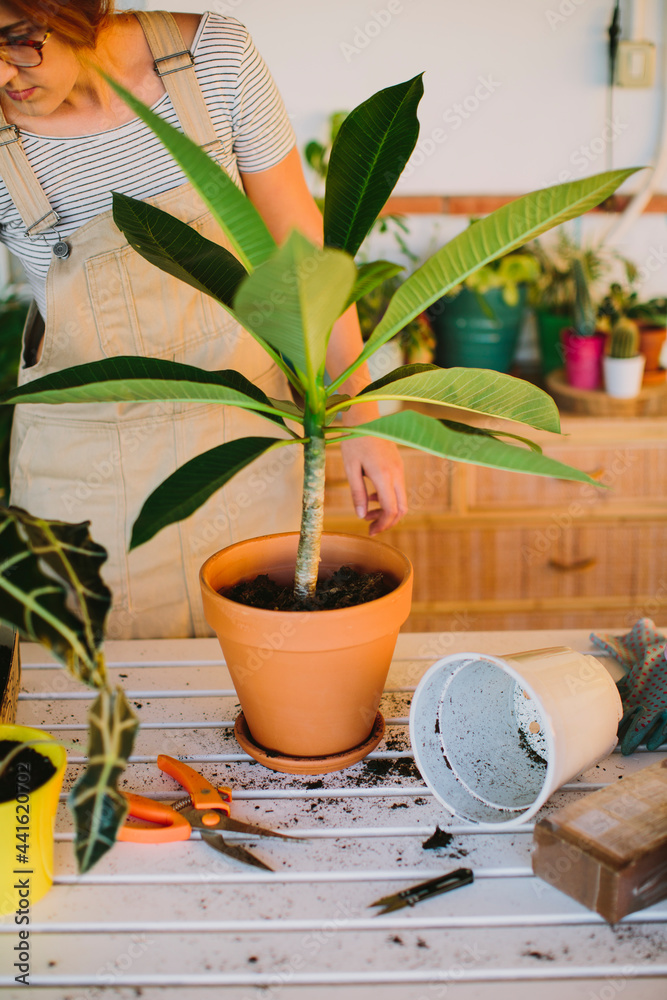 Florist transplanting potted plants in floristry shop Florist transplanting potted plants in floristry shop