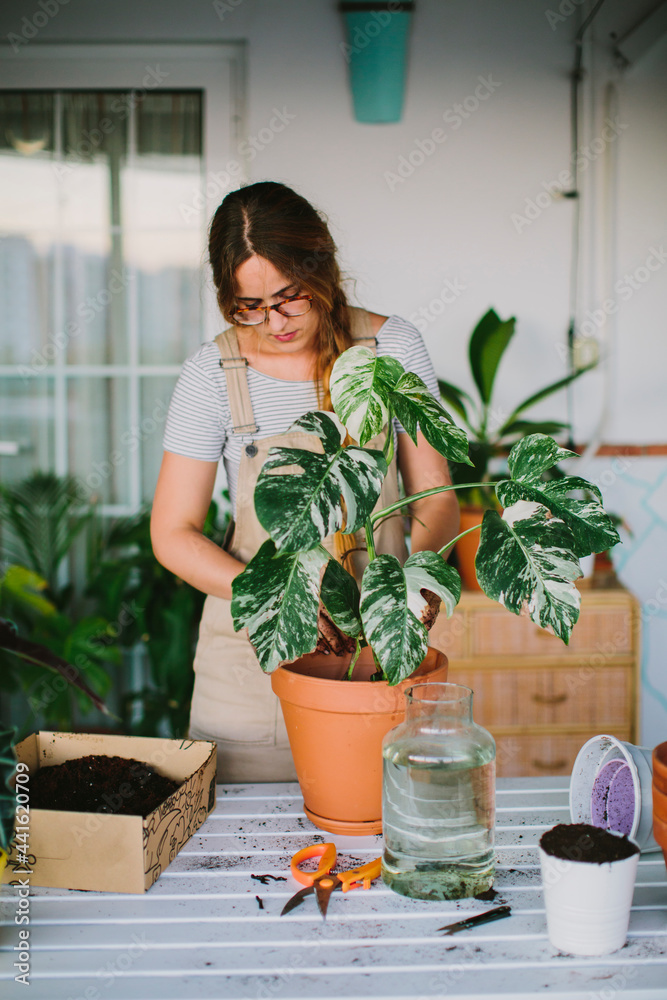 Florist transplanting potted plants in floristry shop Florist transplanting potted plants in floristry shop