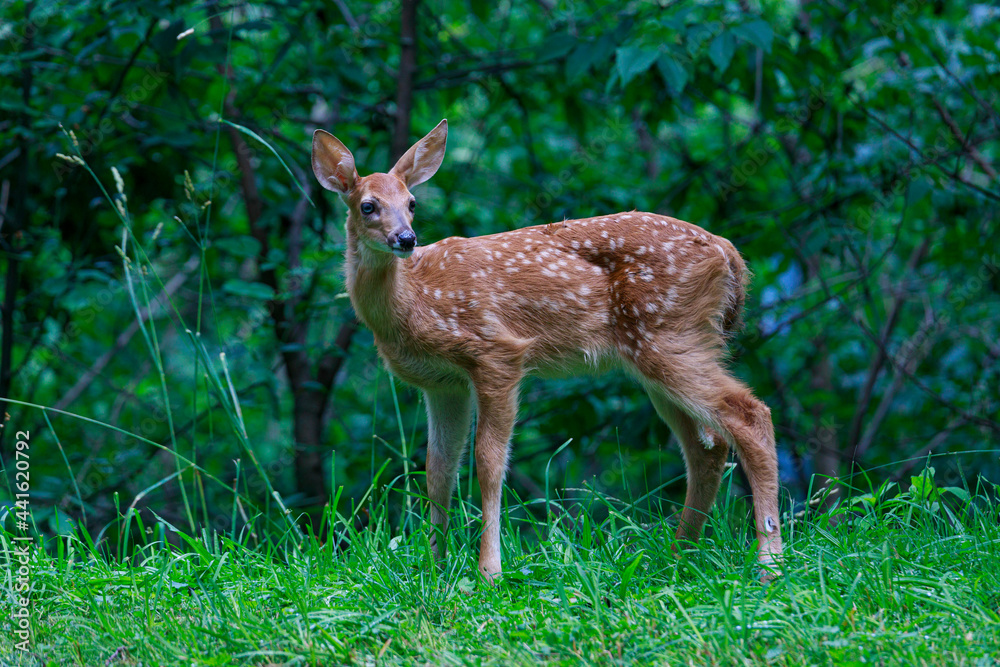 A pretty white tail fawn deer with blue eyes standing in green grass under a canopy of green trees.