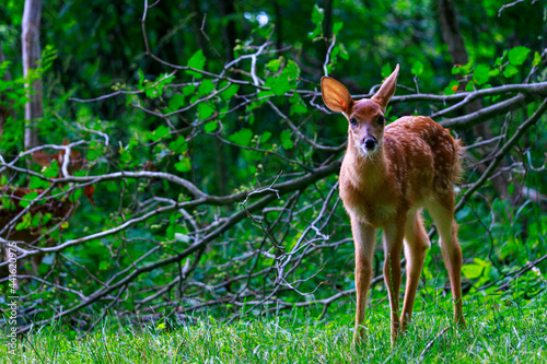A pretty white tail fawn deer cocks it's ear back in a curious way with a fallen tree branch in the background.