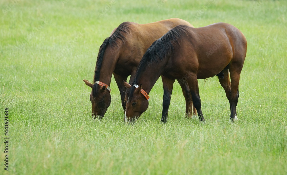 two horses grazing in a meadow