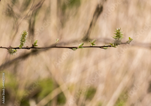 New springtime growth on trees at Witton Mill Meadow, Northwich, Cheshire, UK photo