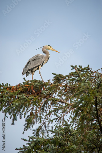 Heron standing on top of a tree, close up, in woodland, in Scotland in autumn