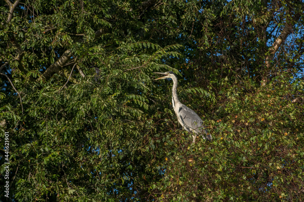 Fototapeta premium Heron standing in a tree, squawking, close up, in woodland, in Scotland in autumn