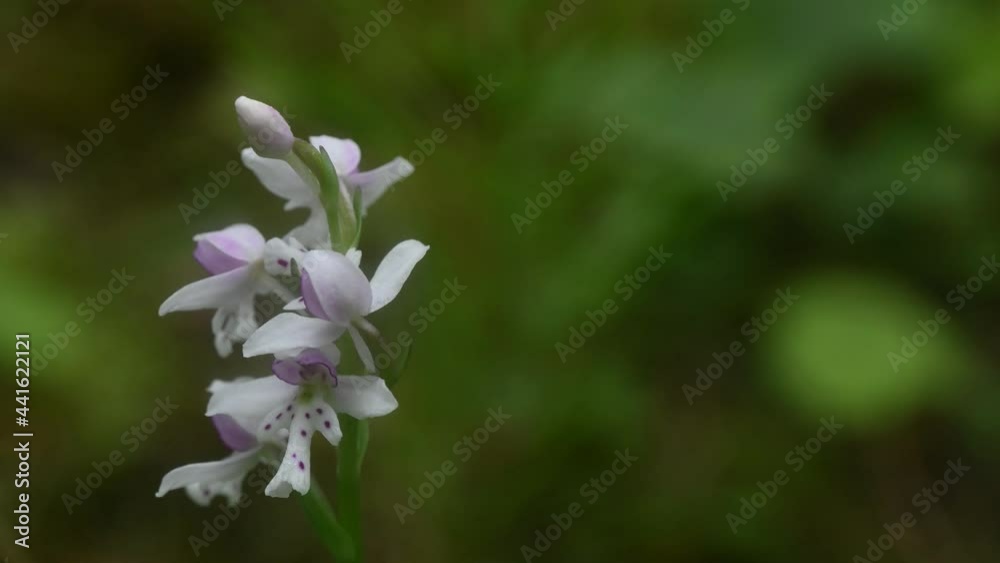 Small wild orchids wave in a light wind with an out of focus green background.
Small wild orchids wave in a light wind with an out of focus green background.