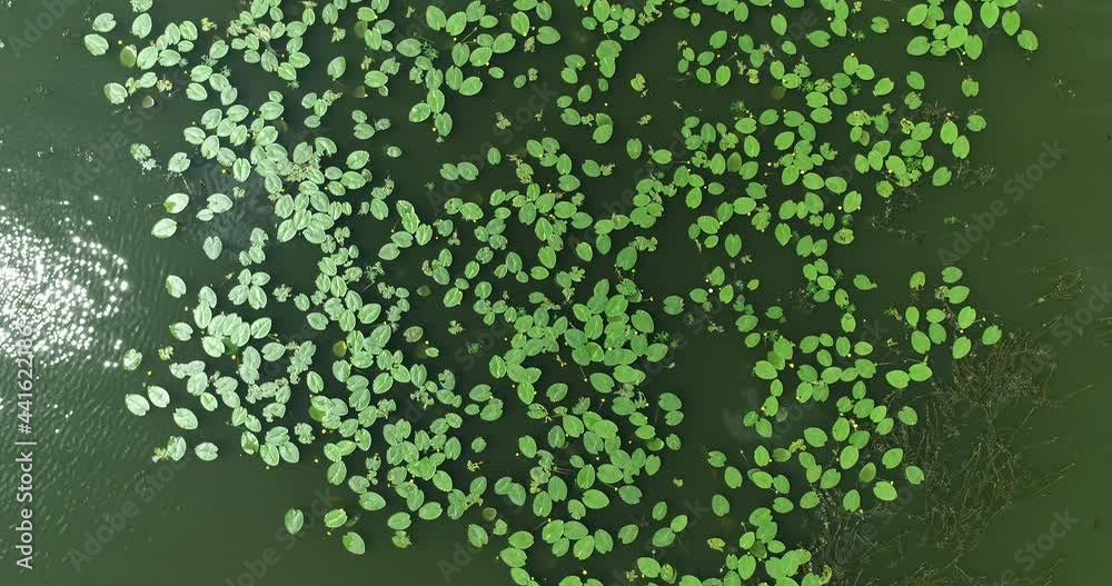 Aerial video filming of yellow water lilies and algae in the river Aerial video filming of yellow water lilies and algae in the river