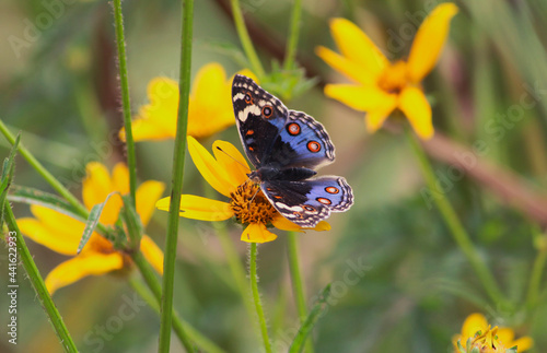 Swallowtail butterfly Bushes and Forest Zambia Africa photo