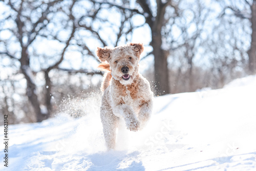 Yellow fluffy dog running in snow