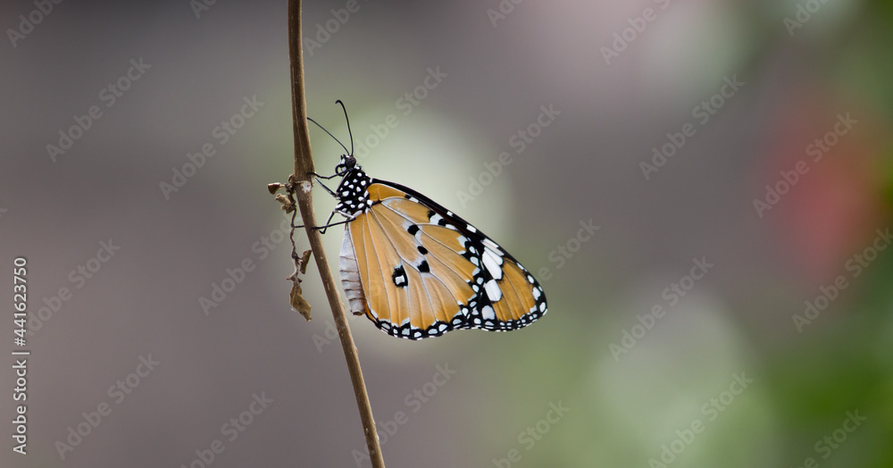 Obraz premium butterfly on a twig.