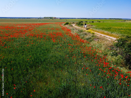 Wild Red poppies field in spring time. Man riding horseback on country road