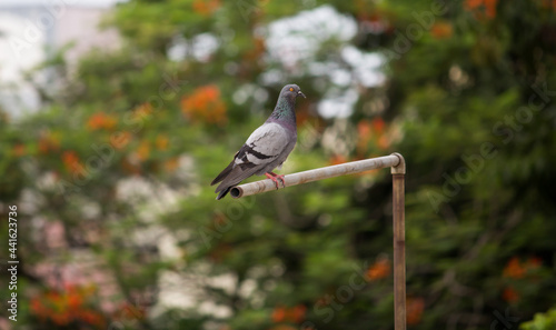 pigeon standing on pipe.