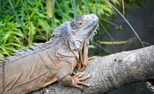 iguana on a branch.