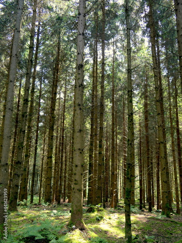 Fichtenwald im Sommer