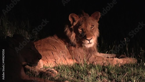 Close view of male lion resting at night, illuminated by spotlight