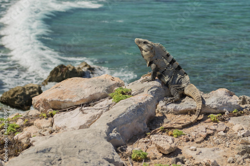 Iguana posing on Isla Mujeres