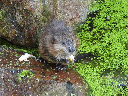 Muskrat eats bread