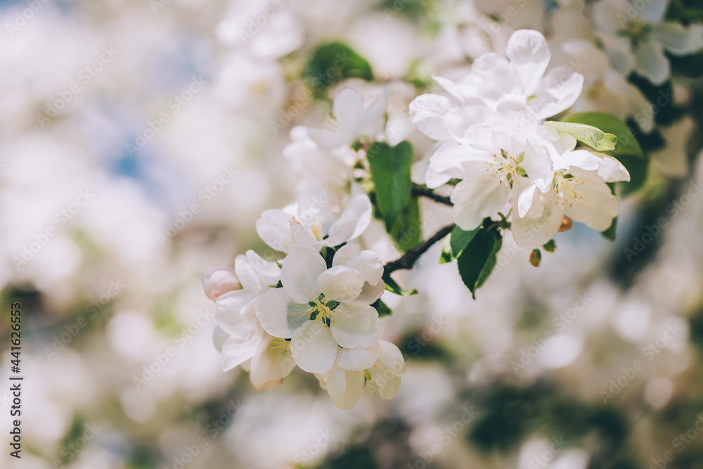 Branch of a blossoming apple tree in a spring garden. Spring blossom. Branch of a blossoming apple tree in a spring garden. Spring blossom.