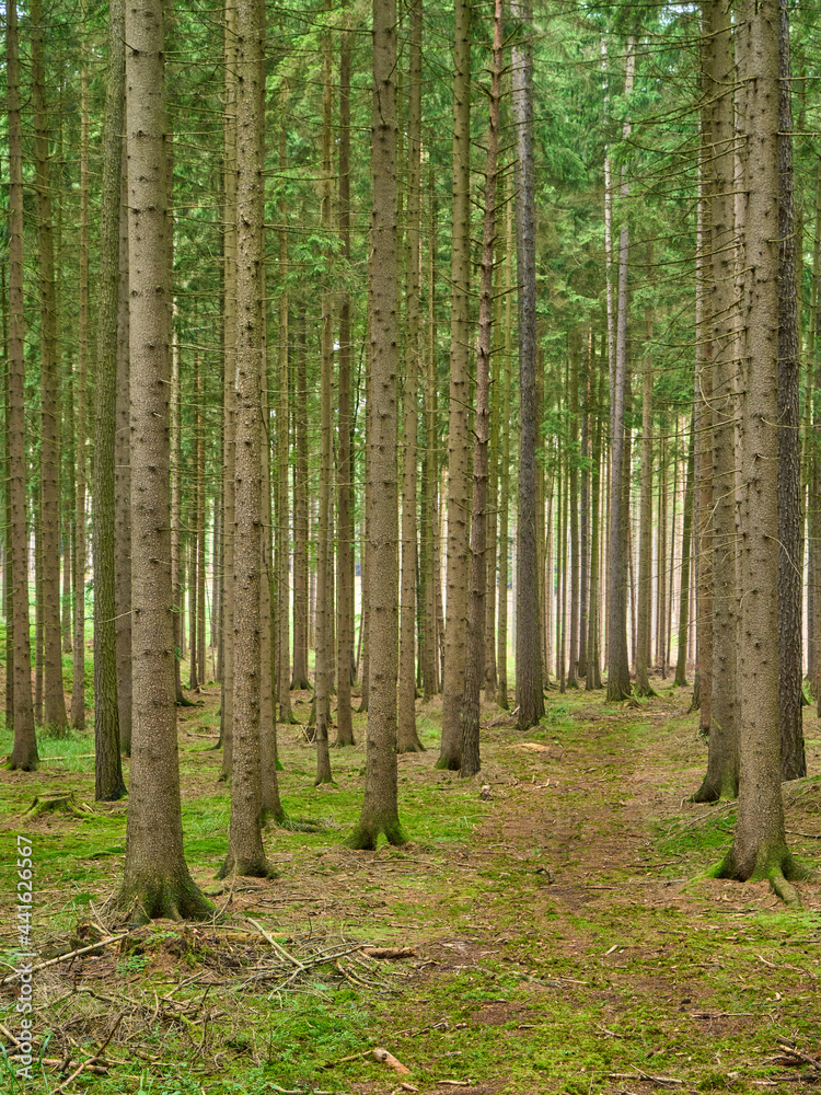Fototapeta premium Moravian forest scene