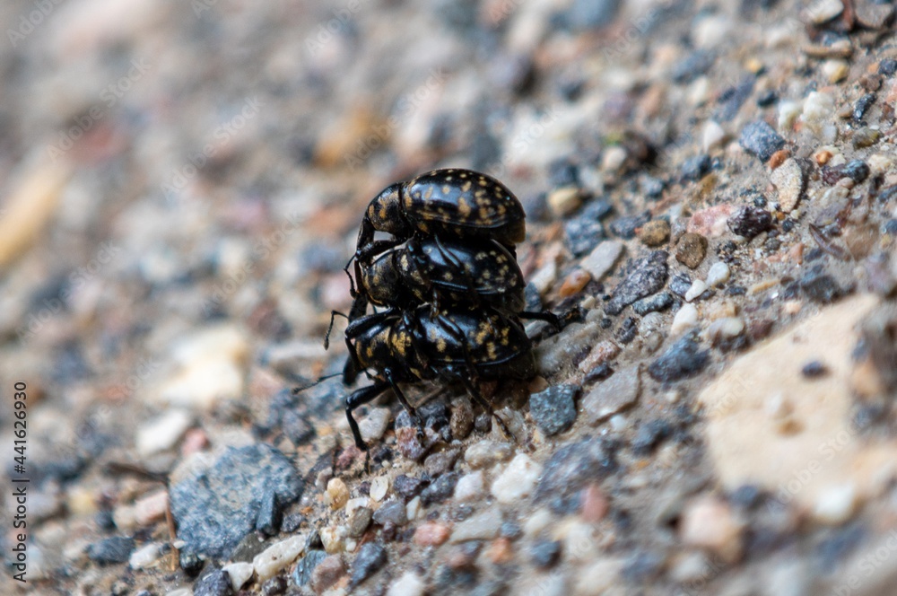 Three Liparus glabrirostris beetles during mating Three Liparus glabrirostris beetles during mating