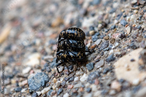 Three Liparus glabrirostris beetles during mating