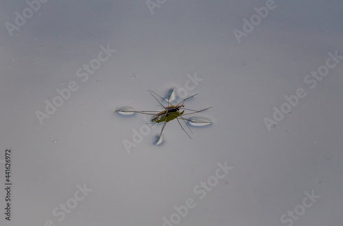 On water spider - Limnoporus in close-up