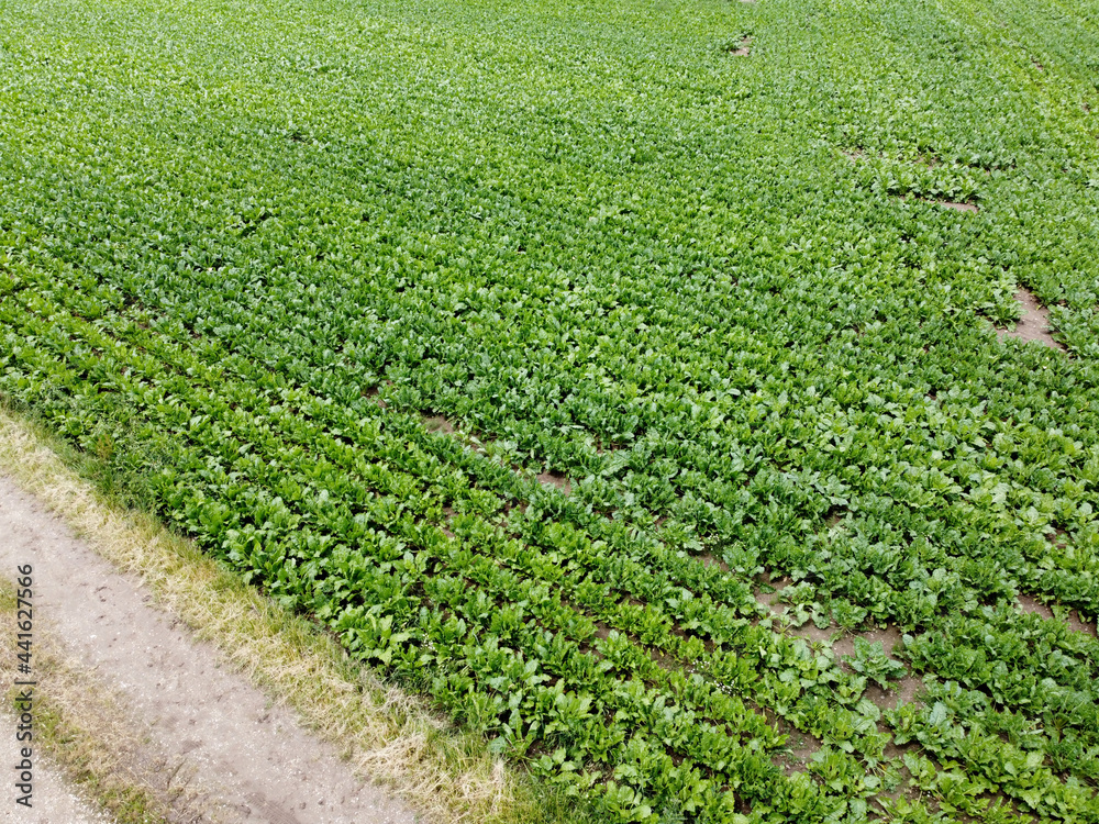 Aerial view of an agricultural field with grain planted in spring in Bavaria Aerial view of an agricultural field with grain planted in spring in Bavaria