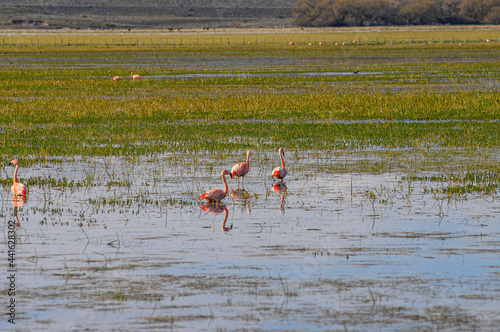 Flamengos  photo