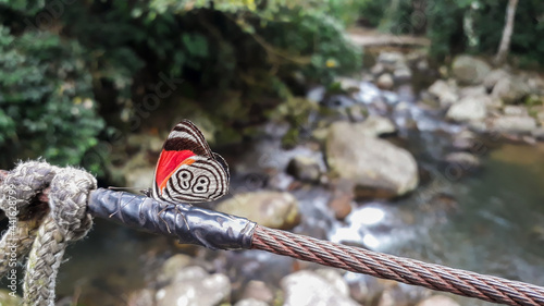 Rare 88 butterfly, Diaethria clymena, over a stream in the Brazilian rainforest photo