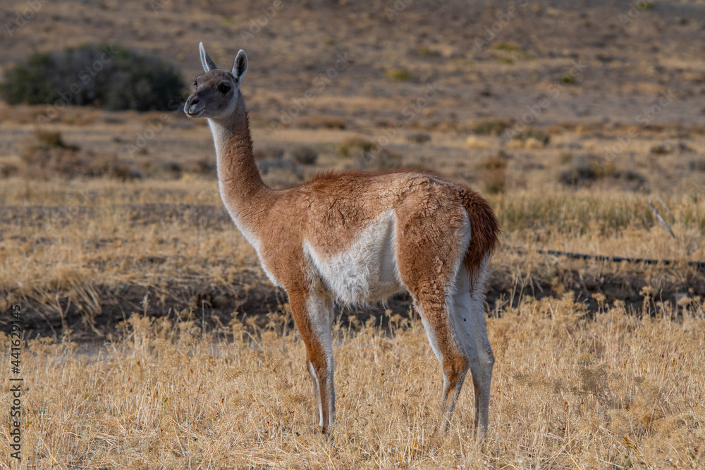 Fototapeta premium Guanaco 