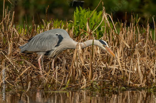 Heron fishing in the reeds, close up, in Scotland in spring time photo