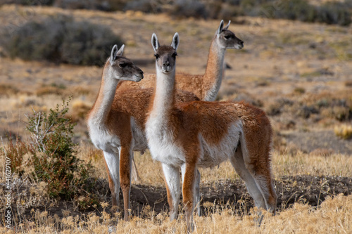 Guanacos in the wild