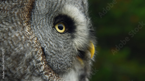 Owl portrait in profile
