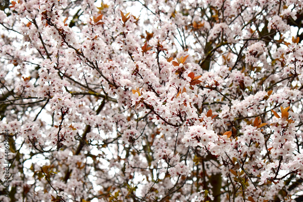 Full Frame of beautiful Cherry blossoms blooming in spring time, soft focus. Natural seasonal spring background. Full Frame of beautiful Cherry blossoms blooming in spring time, soft focus. Natural seasonal spring background.