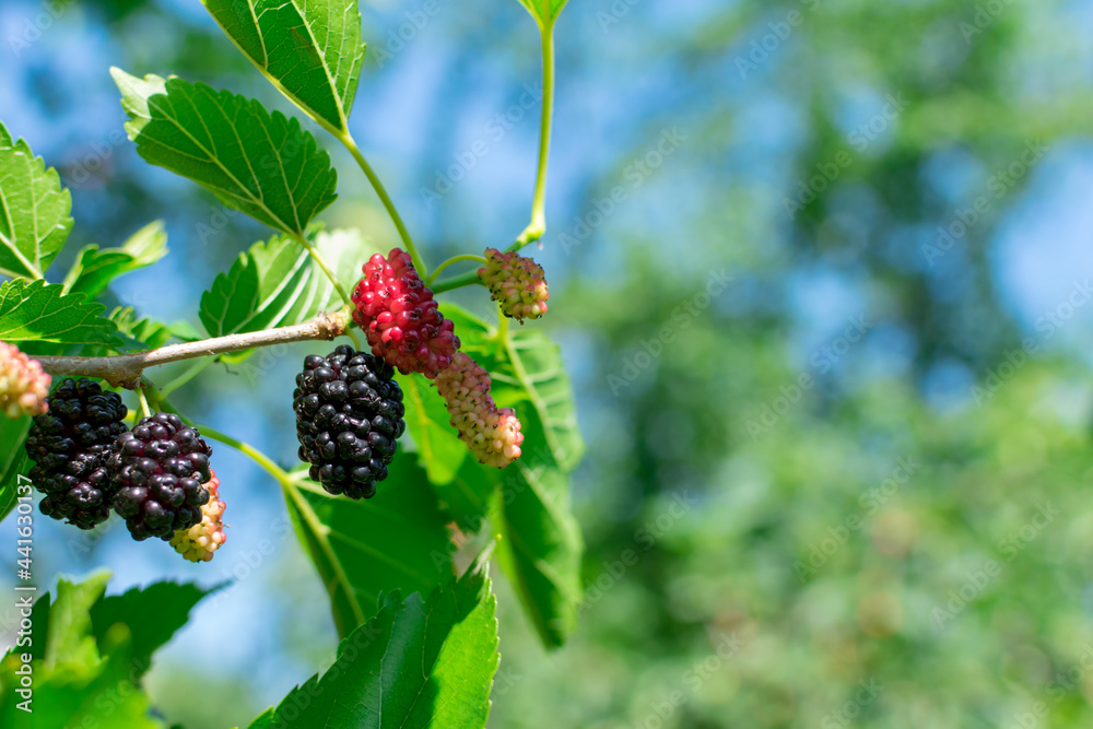 Ripe mulberry on a branch with leaves on a blurred background. Delicious juicy mulberry fruit. Place for an inscription. Close-up. Selective focus. Defocus. Ripe mulberry on a branch with leaves on a blurred background. Delicious juicy mulberry fruit. Place for an inscription. Close-up. Selective focus. Defocus.