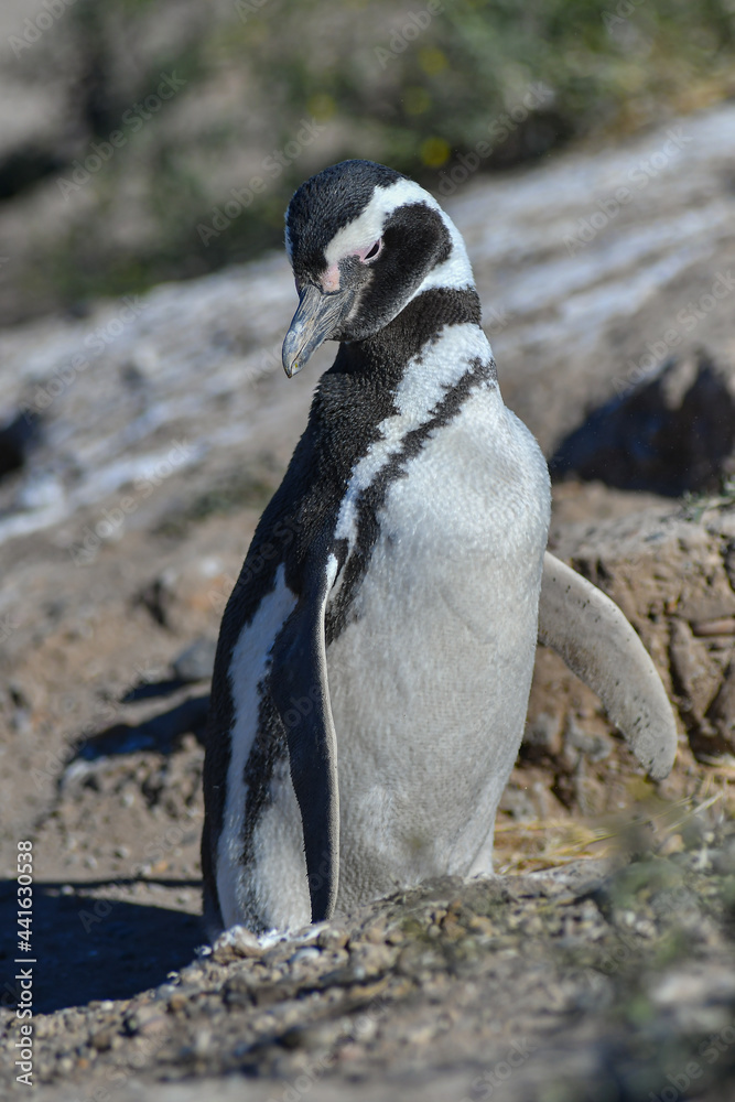 Fototapeta premium penguin on the rocks