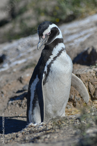 penguin on the rocks