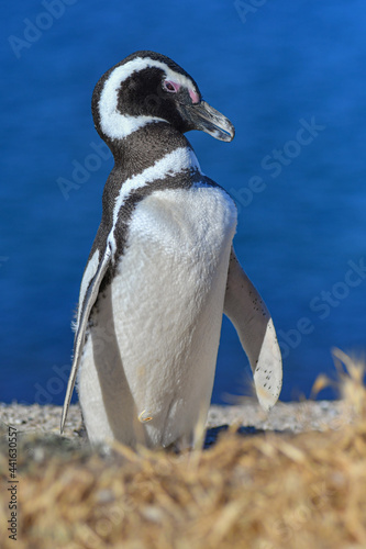 penguin  © julian