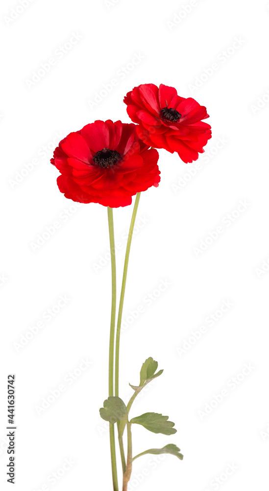 Red ranunculus asiaticus flower isolated on white background. Persian buttercup. Beautiful summer flowers. Red ranunculus asiaticus flower isolated on white background. Persian buttercup. Beautiful summer flowers.