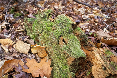Decaying log on the ground of the Chattahoochee National Forest Mountains in autumn on the Pinhoti Trail at Taylor's Ridge in North Georgia