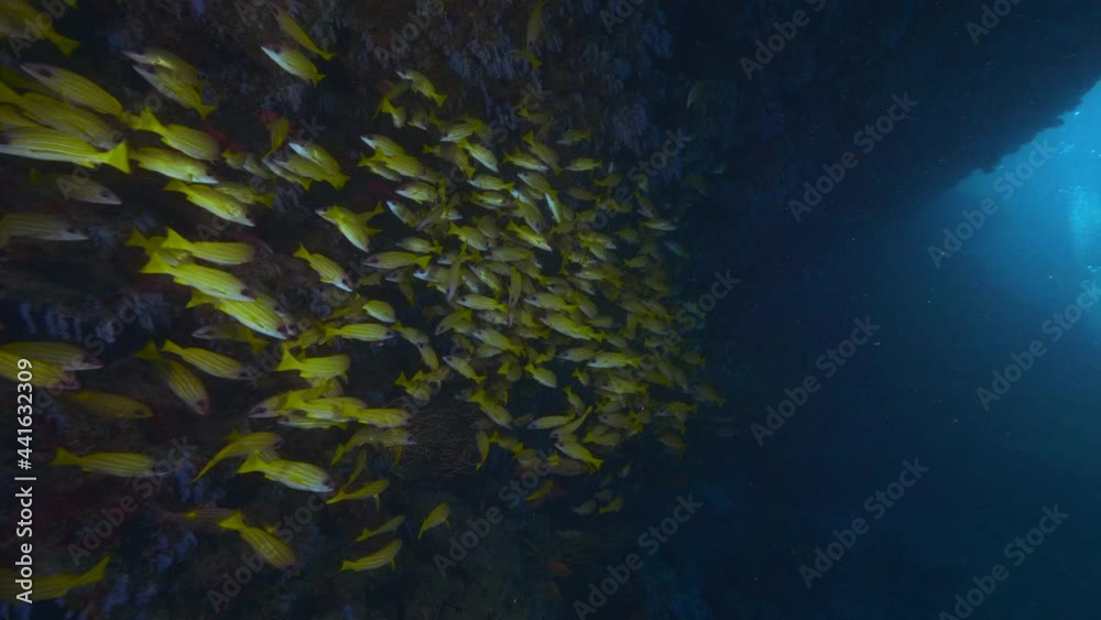 Big shoal of Bluestriped snapper fish aka Lutjanus Kasmira in tropical waters of Maldives in shadow of underwater cave with growing soft corals Big shoal of Bluestriped snapper fish aka Lutjanus Kasmira in tropical waters of Maldives in shadow of underwater cave with growing soft corals
