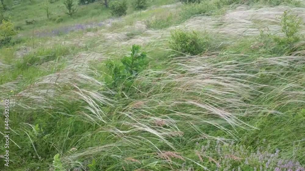 Stipa capillata is a rare plant as known as feather, needle, spear grass by wind in steppe. Ukraine field grass. Video mp4 Stipa capillata is a rare plant as known as feather, needle, spear grass by wind in steppe. Ukraine field grass. Video mp4