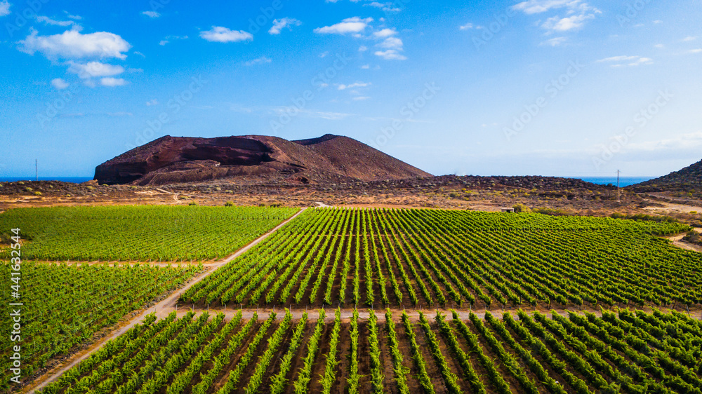 Tenerife vineyard panorama from drone. Beautiful landscape of stright rows, lines pattern, blue sky and sea at the horizon