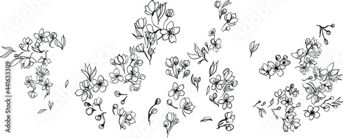 Hand drawn sakura Japanese flower.Cherry blossom isolate on white background.