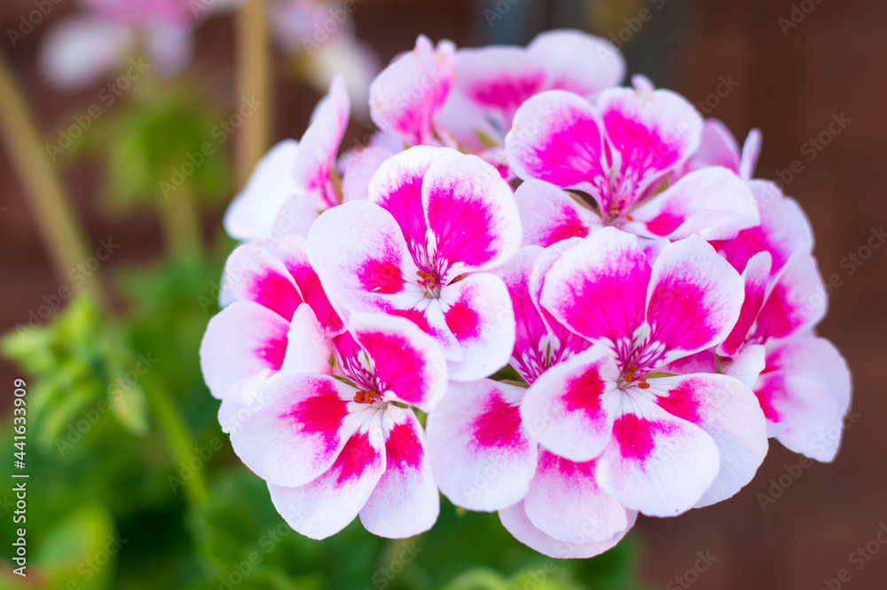 Pink white geranium with green leaves. Beautiful vibrant flowers background for wallpaper or web design. Pink white geranium with green leaves. Beautiful vibrant flowers background for wallpaper or web design.