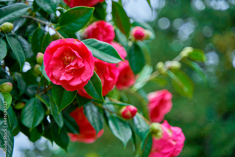 Blooming camellia flowers in the city park